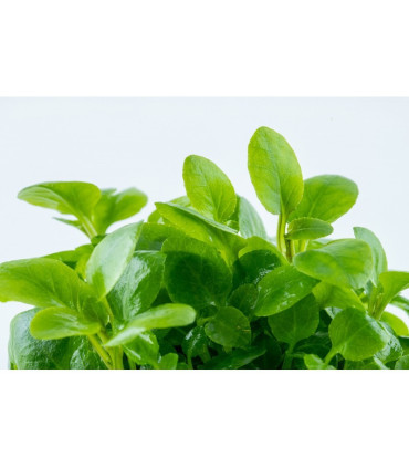 Lobelia cardenalis mini | Plantas de Acuario Tropica | Acuario Plantado