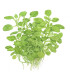 Alternanthera reineckii mini | Plantas de Acuario Tropica | Acuario Plantado