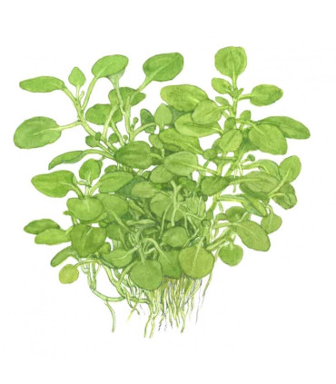 Lobelia cardenalis mini | Plantas de Acuario Tropica | Acuario Plantado