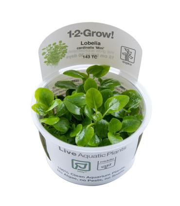 Lobelia cardenalis mini | Plantas de Acuario Tropica | Acuario Plantado
