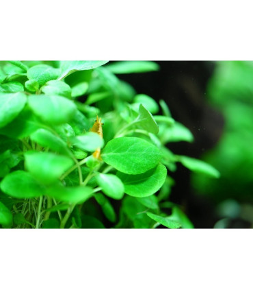 Lobelia cardenalis mini | Plantas de Acuario Tropica | Acuario Plantado