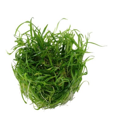 Helanthium Tenellum Green | Plantas de Acuario Tropica | Acuario Plantado