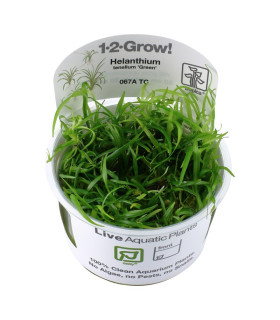 Helanthium Tenellum Verde | Plantas de aquário tropicais | Aquário Plantado