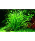 Helanthium Tenellum Verde | Plantas de aquário tropicais | Aquário Plantado