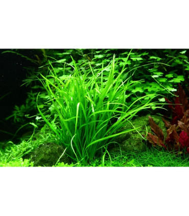 Helanthium Tenellum Green | Plantas de Acuario Tropica | Acuario Plantado