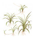 Helanthium Tenellum Verde | Plantas de aquário tropicais | Aquário Plantado