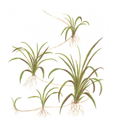 Helanthium Tenellum Verde | Plantas de aquário tropicais | Aquário Plantado