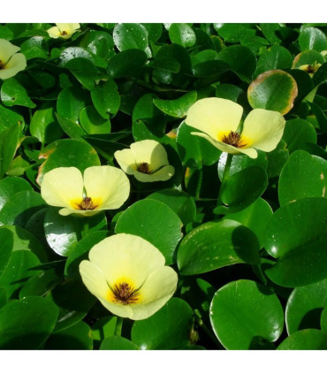 Hydrocleys Nymphoides | Plantas de estanque | Acuario Plantado