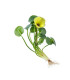 Hydrocleys Nymphoides | Plantas de estanque | Acuario Plantado
