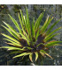 Stratiotes Aloides | Plantas de estanque | Acuario Plantado