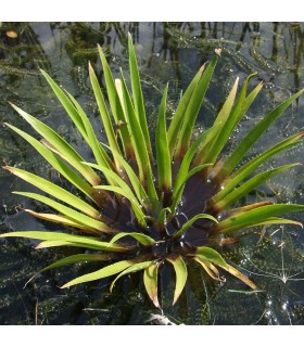 Stratiotes aloides (água pita)