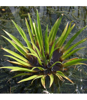 Stratiotes Aloides | Plantas de estanque | Acuario Plantado