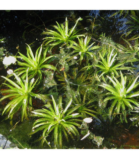 Stratiotes Aloides | Plantas de estanque | Acuario Plantado