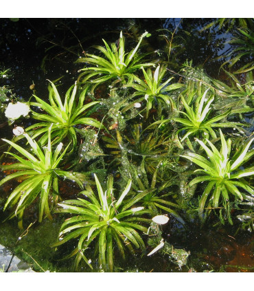 Plantas de acuario Echinodorus Argentinensis