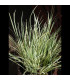 Acorus gramineus variegatus | Plantas de estanque | Acuario Plantado