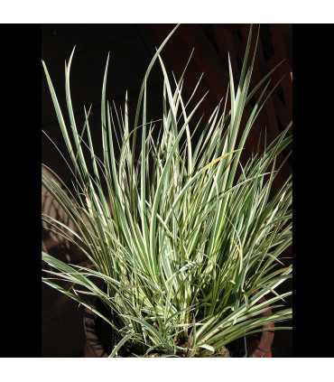 Acorus gramineus variegatus | Plantas de estanque | Acuario Plantado