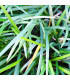 Ophiopogon Japonicum | Plantas de estanque | Acuario Plantado