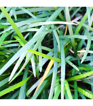 Ophiopogon Japonicum | Plantas de estanque | Acuario Plantado
