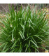 Ophiopogon Japonicum | Plantas de estanque | Acuario Plantado