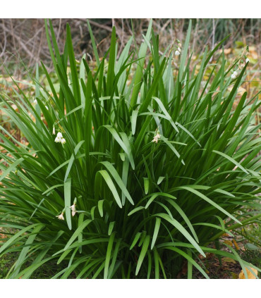 Ophiopogon Japonicum | Plantas de estanque | Acuario Plantado