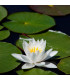 Nenufar Nymphaea blanco | Plantas de estanque | Acuario Plantado