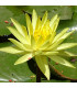 Nenufar Nymphaea amarillo | Plantas de estanque | Acuario Plantado
