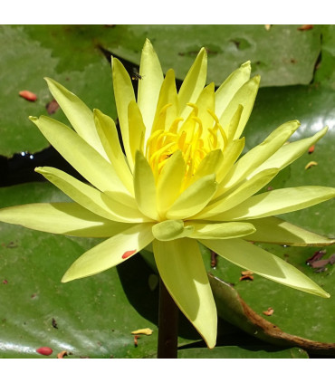 Plantas de acuario Echinodorus Argentinensis