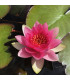 Nenufar Nymphaea rojo | Plantas de estanque | Acuario Plantado