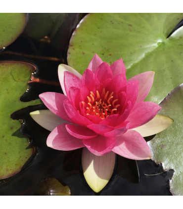 Plantas de acuario Echinodorus Argentinensis