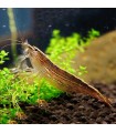 Gamba Filtradora