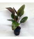 Plantas de acuario Echinodorus Ozelot red