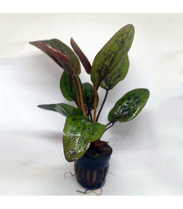 Plantas de acuario Echinodorus Ozelot red