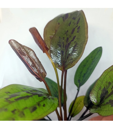 Echinodorus Chocolate Marble | Plantas de acuario | Acuario Plantado
