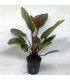 Plantas de acuario Echinodorus Ozelot red