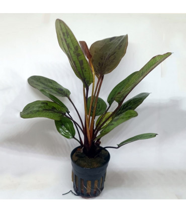 Plantas de acuario Echinodorus Ozelot red