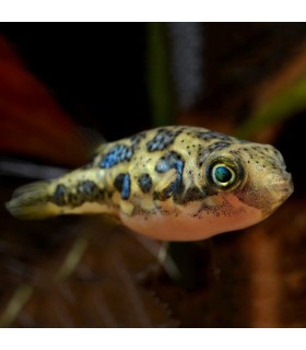 Pez globo Enano (Carinotetraodon)