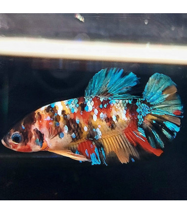 Pez de acuario Betta Halfmoon selecto Thai