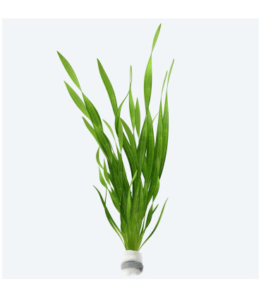 Plantas de acuario Vallisneria "gigantea"