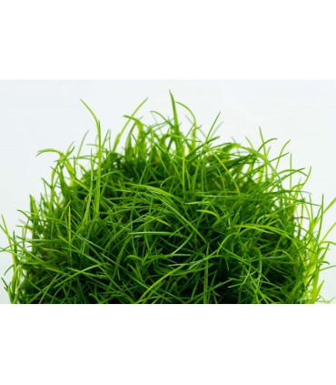 Eleocharis Mini | Plantas de Acuario Tropica | Acuario Plantado