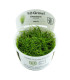 Eleocharis Mini | Plantas de Acuario Tropica | Acuario Plantado