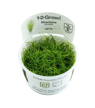 Eleocharis Mini | Plantas de Acuario Tropica | Acuario Plantado