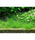 Eleocharis Mini | Plantas de Acuario Tropica | Acuario Plantado