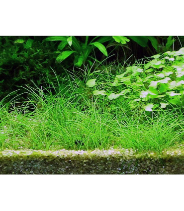 Eleocharis Mini | Plantas de Acuario Tropica | Acuario Plantado