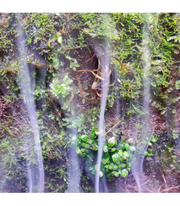 Blau Mist Maker |Generados de niebla para acuarios | Acuario Plantado