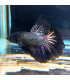 Pez de acuario Betta Halfmoon selecto Thai