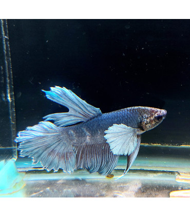 Pez de acuario Betta Halfmoon selecto Thai