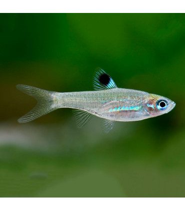 Pez de acuario Rasbora Maculatus