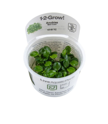 Anubia mini golden | Plantas de Acuario Tropica | Acuario Plantado