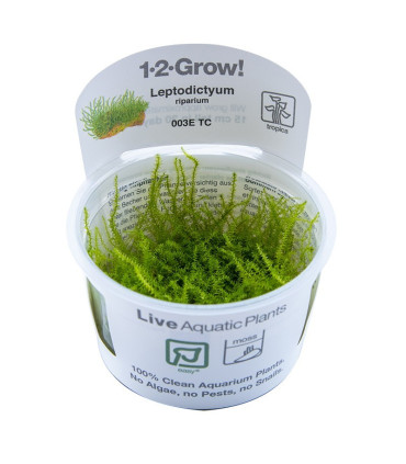 Stringy moss | Plantas de Acuario Tropica | Acuario Plantado