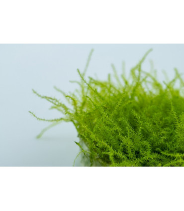 Stringy moss | Plantas de Acuario Tropica | Acuario Plantado